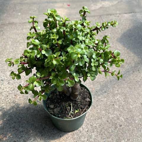 Dwarf Jade Money Plant Live | Portulacaria Afra | Elephant Bush | Air Purifier Low Maintanance Good Luck Plant | Indoor Outdoor With Pot-image-26