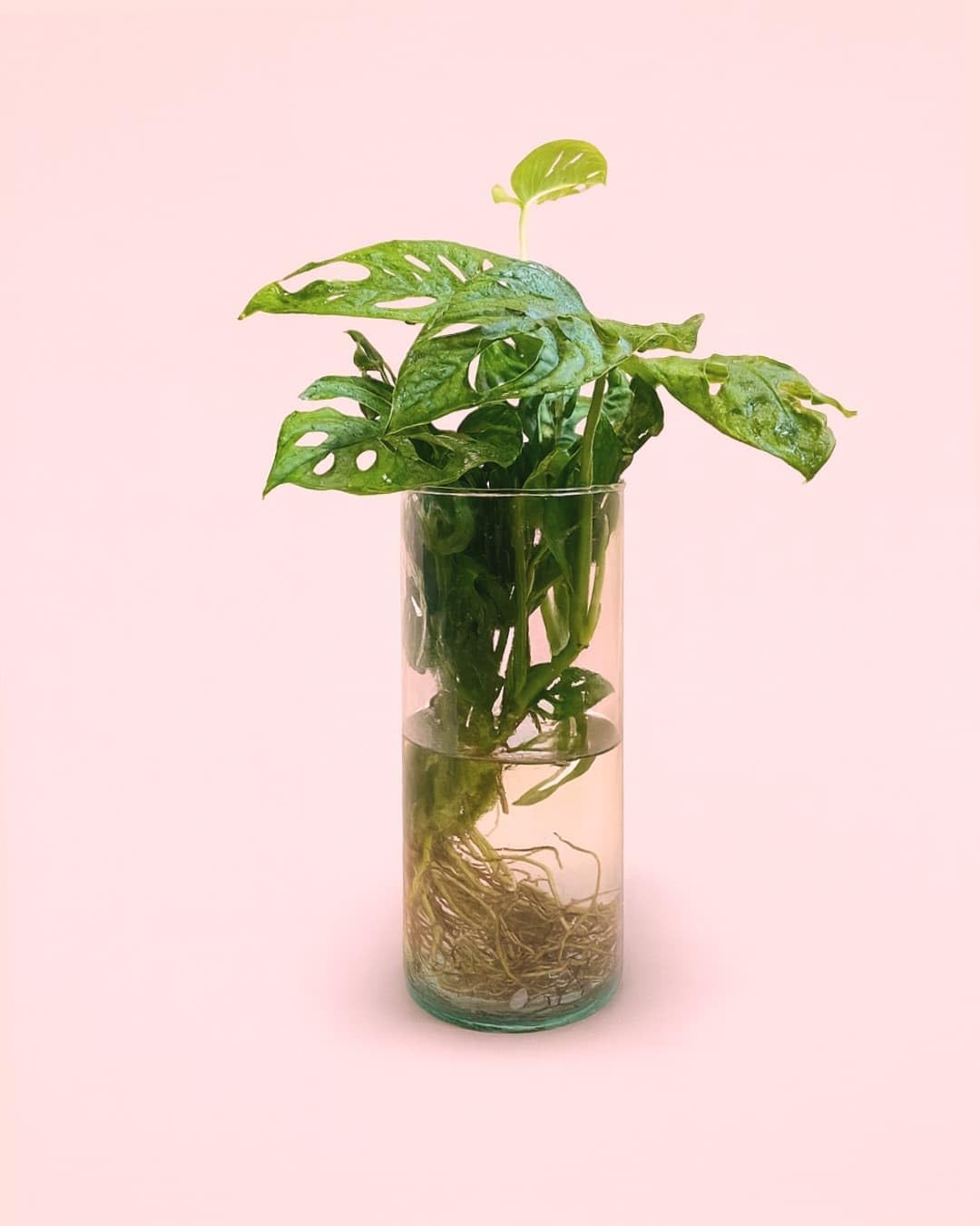 PUR PLANT Monstera Adansonii Hidroponia | Monstera Monkey Hidroponia | Planta Natural De Interior Tropical y Premium | Cultivo Sin Tierra Moderno | Maceta De Ø12 cm