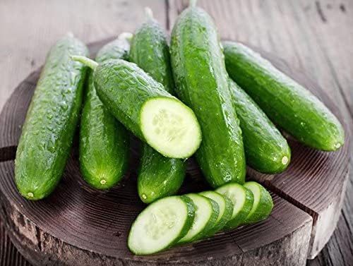Miniatura 2 de 30 semillas de pepino dulce Beit Alpha Burpless, sin OMG, no amargas y sin ácidos, crujientes y deliciosas, Cucumis sativus, de Estados Unidos