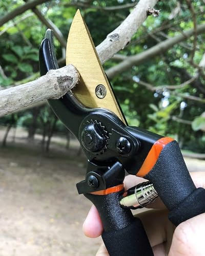 Variant 5