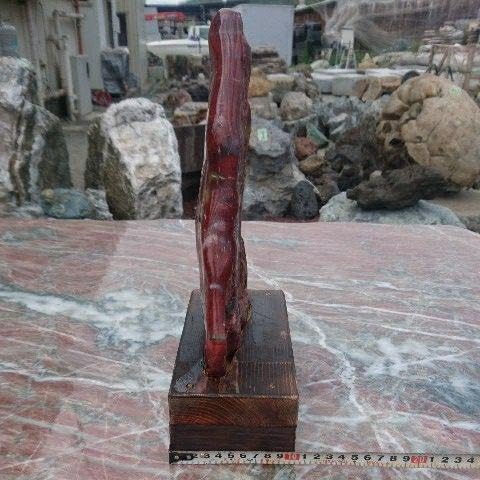 Amazon.co.jp: アリゾナ産 珪化木 木化石 鑑賞石 原石 化石 置物