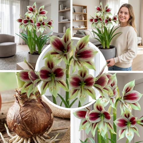 FLORIUM Amaryllis Papilio 1 Zwiebel in Großformat 20/22 Exklusive Blumenzwiebeln Pflanzen und Blumen aus Holland Echte Hippeastrum Zwiebeln (keine Samen nicht in Wachs und nicht künstlich)