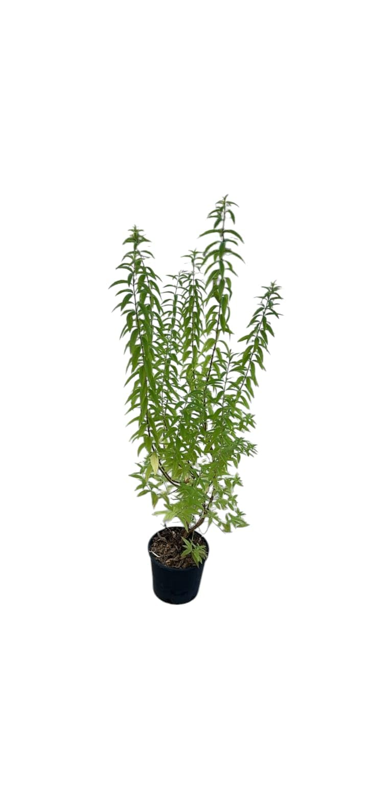 Pianta di Citronella Vaso 18 60 cm 2 anni
