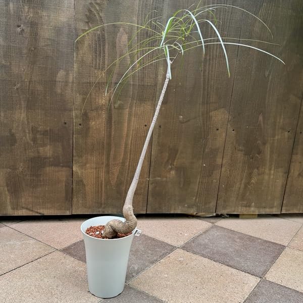 Amazon｜おしゃれ 観葉植物：ブラキキトン ボトルツリー*プラポット 5