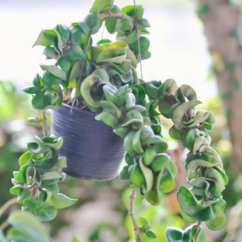 Hoya Hindu Rope Plant Live, 3 Inch Pot, Potted Crinkle Leaf Wax Plant, Unique Curly Indoor Vine for Home and Office Décor