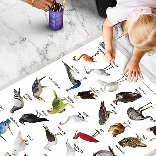 Image of GO WOO Combo of 2 Alphabet and Birds Educational Posters for Preschool Kids Classroom Study | Learning- Charts for Kids Learning (20 inchX30 inch Inches)