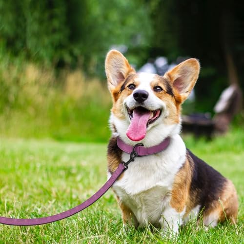 Image of Didog PU Leather Dog Collar and Leash Set, Soft Padded, Purple, Neck 18-22 inch
