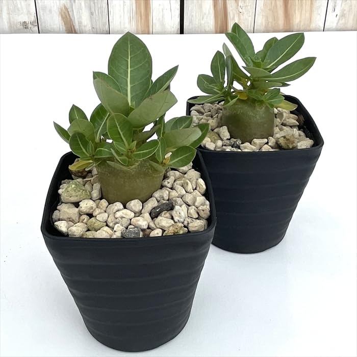 Amazon｜多肉植物 caアデニウム モンスター アラビカム 多肉植物