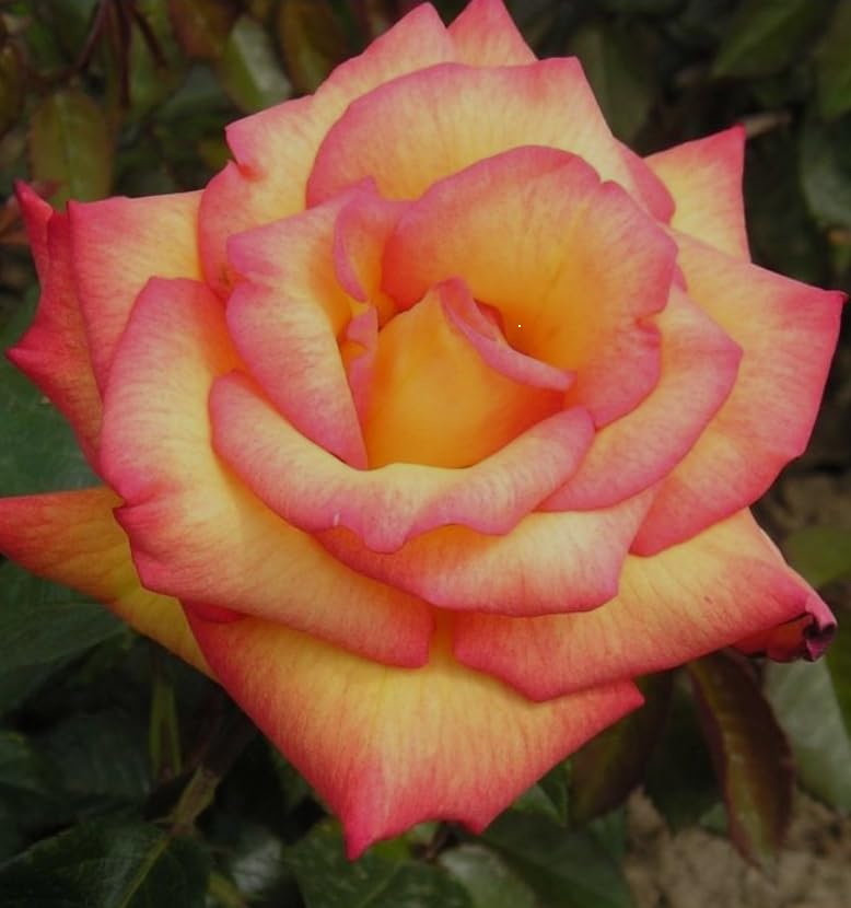 Sheila's Perfume Rose Plant, Yellow with Pink-Red Edges, Strong Fragrant Garden Flower - 3 Litre Pot