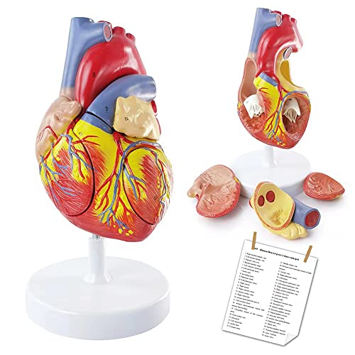 Image of NEW HORIZON Human Heart Model,4-Part 2X Size Cardiac Anatomical Model, 34 Accurate Numbered Anatomical Structures with Number Manual, Magnets, Display Base, for Classroom and Cardiology Study