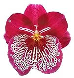 Orchid Insanity - Miltoniopsis Breathless - deep red Fragrant Blooms Easy Orchid Waterfall Pattern...