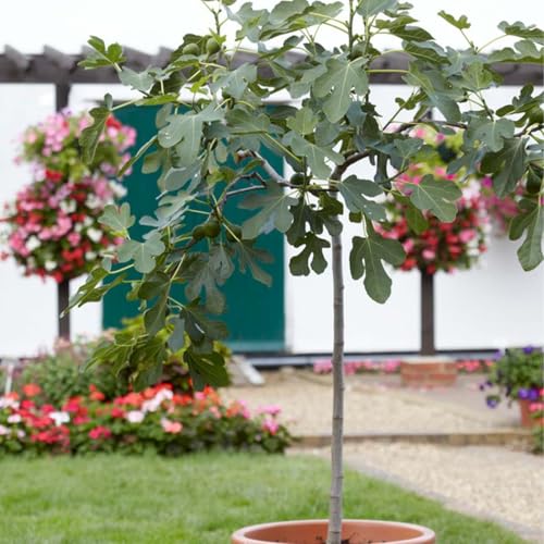 Ficus Carica – Higuera – Árbol frutal – Resistente al invierno – ...