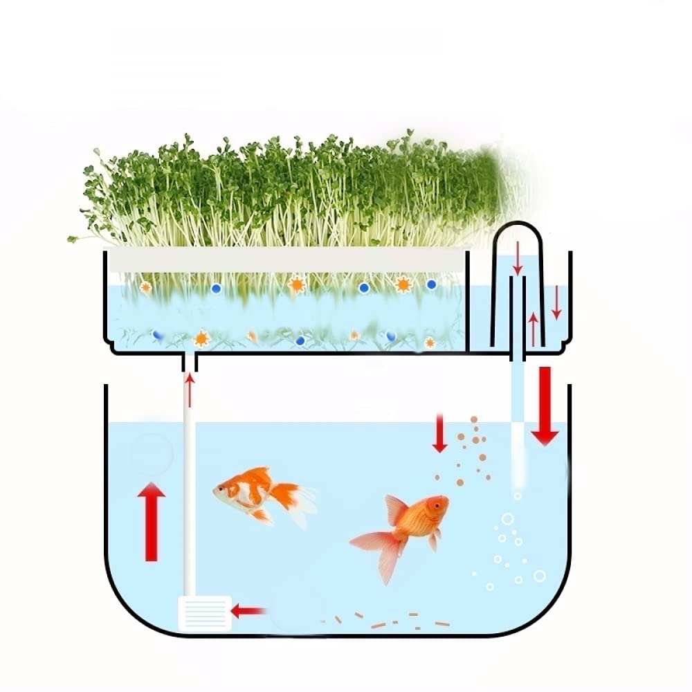 Siqi Małe ekologiczne akwarium, samoczyszczące akwarium, uprawiające żywność, mini ekosystem aquaponic (świetny prezent ogrodowy i projekt rodzinny)