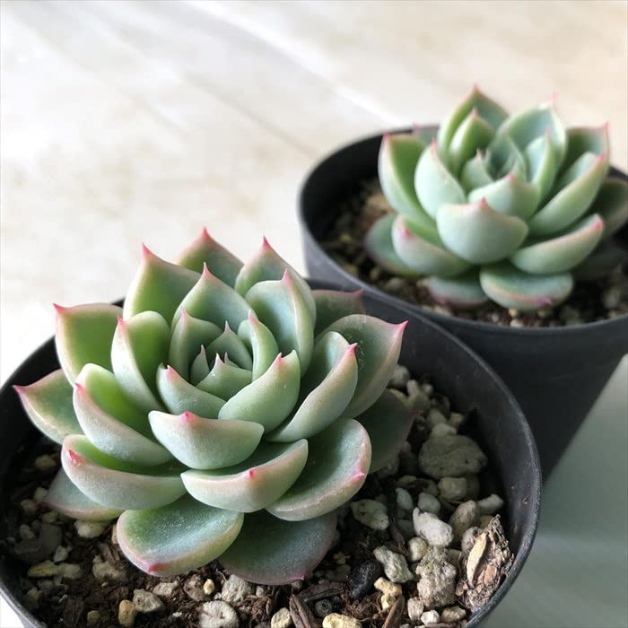 Amazon｜多肉植物 skエケベリア ピンククリスタル 多肉植物 エケベリア