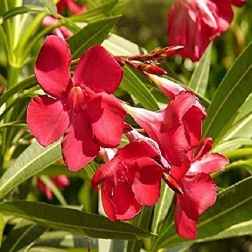 Image of Live Red Kaner Plant | Oleander Flowering Outdoor Shrub | Lal Kaner Flower Plant for Home Garden Terrace Balcony