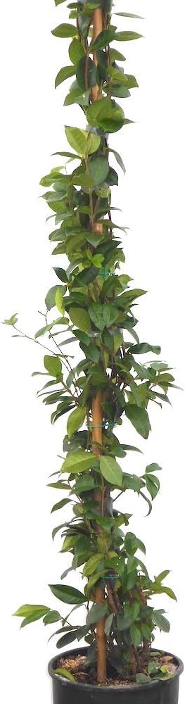 Scented Evergreen Star Jasmine. Large Plants in 7.5 Litre pots Grown by WorldGardenPlants. 60-90m Tall Plants