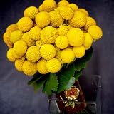 20 Billy Buttons/WOLLYHEADS Craspedia Globosa Flower Seeds