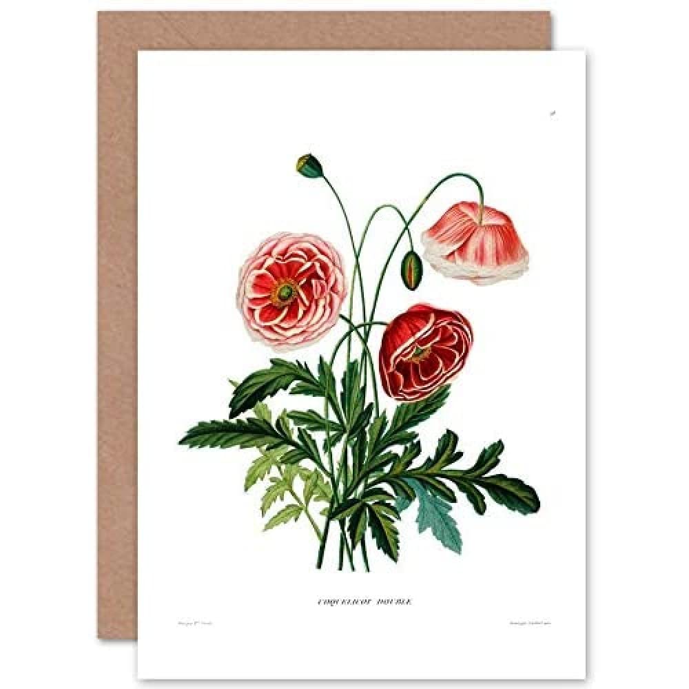 Wee Blue Coo Flower Poppy Coquelicot Double Greeting Card With Envelope Inside Premium Quality
