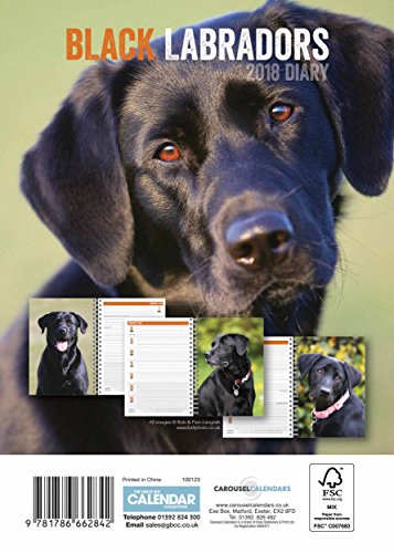 Labrador Retrievers Black Egmt 2018 D