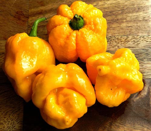 15 Seeds Trinidad 7 POD (Pot) Yellow Chili Superhot Pepper World Record Rare