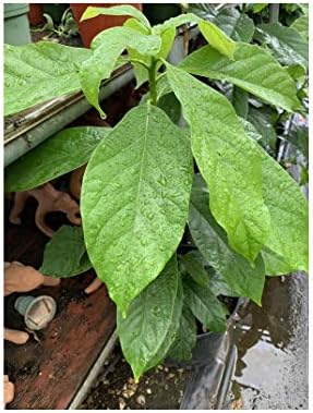 Avocado Tropical Fruit Live Big Tree 1’-3’ BA104