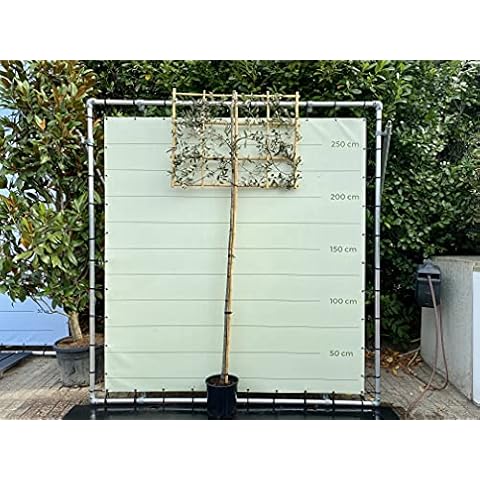 Quercus Ilex Std Espalier 230 cm Cover