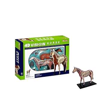 中国 馬 針 穴 模型 うま模型 解剖模型 中国 馬 針 穴 模型 うま模型 解剖模型