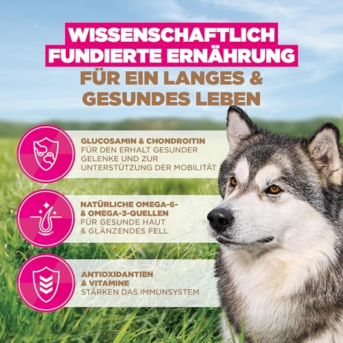 Eukanuba Senior Hundefutter getreidefrei mit Fisch für große Rassen, Premium Trockenfutter ohne Getreide für ältere Hunde, 12 kg