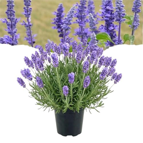 Lavender Live Plant in Pot Lavender Herb Plants Fragrant Hardy Herb for Indoor or Outdoor Planting