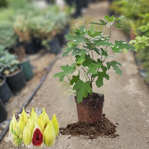 Fig Fruit Tree (Panache Tiger Fig, 1 Gallon 8-12' Tall)