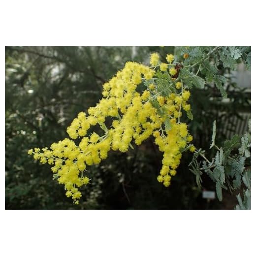 12 Semillas de Acacia mimosa - (Acacia Baileyana)
