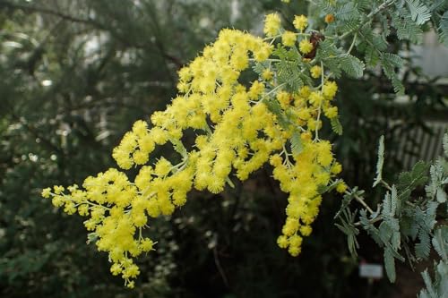 12 Semillas de Acacia mimosa - (Acacia Baileyana)