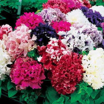 Audbhidhi Flower Seeds Petunia Double Mix Flower Seeds Hybrid Mixed Colour Flower Seeds For Gardening & Planting pack of 20 seeds (B0BHNVM2P3) Amazon Price History, Amazon Price Tracker