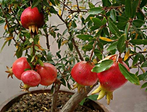 See full amazon price history chart for Greenpots Live Anar Pomegranate Fruit Plant with Pot (Red) Greenpots Live Anar Pomegranate Fruit Plant with Pot (Red) (B08SK7KVTF) Amazon Price History, Amazon Price Tracker