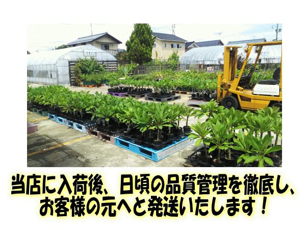 Amazon.co.jp: プルメリア ブリザード 5号鉢 ☆スタンダード品種