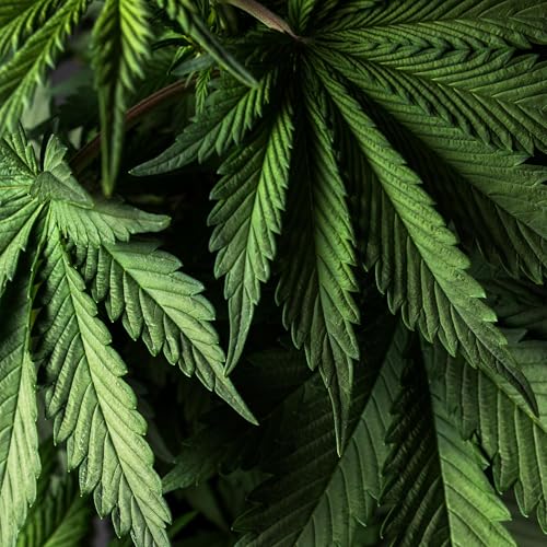 Cannabis Related Emergencies