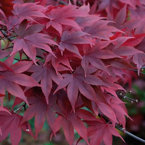 Marshalls Garden Acer palmatum Plant Atropurpureum