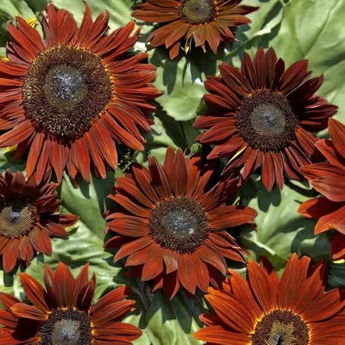 300 piezas semillas decorativas de girasol - semillas verano girasol de bonsái, perennes resistentes jardín,