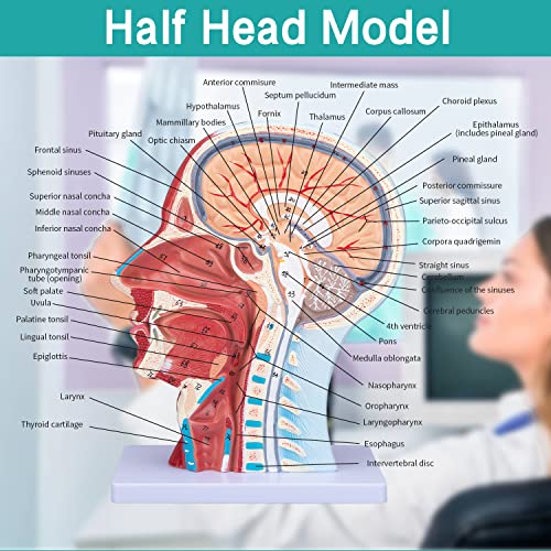 Image of Face Head Muscle Model - Human Half Head & Neck Anatomy Model Superficial Neurovascular Model with Musculature 1:1 Life Size Anatomical Median Section for Science Classroom Display Teaching