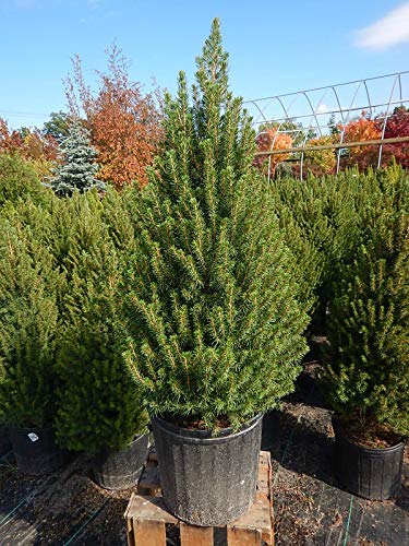 Picea glauca 'Conica' (Dwarf Alberta Spruce) Evergreen, #3 - Size Container Picea glauca 'Conica' (Dwarf Alberta Spruce) Evergreen, #3 - Size Container