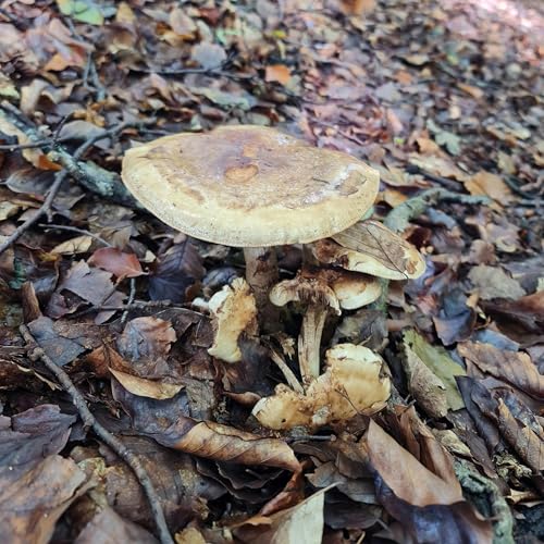 Sound Escape 242. Footsteps though a beechwood full of fungi cover art