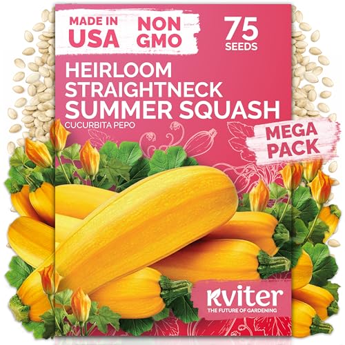 KVITER 75 Straight Neck Squash Seeds (Cucurbita Pepo) - Yellow Summer Squash Non GMO Heirloom Seed Packets High Yield Mild Flavor - Vegetable Seeds for Containers and Outdoor Garden