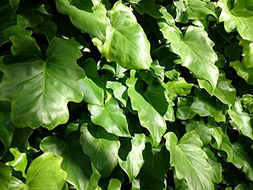 circle philodendron lwaf Philodendron hederaceum var. oxycardium (Philodendron scandens) Baby