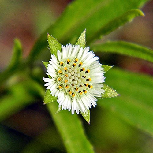 Eclipta Seeds (Eclipta alba) 10+ Rare Medicinal Herb Seeds in FROZEN SEED CAPSULES for The Gardener & Rare Seeds Collector, Plant Seeds Now or Save Seeds for Years