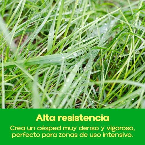 Semillas de césped para zonas secas que transforman jardines con poco riego 4