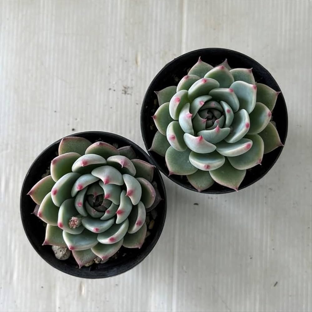 Amazon｜多肉植物 skエケベリア 桃太郎 多肉植物 エケベリア 7.5cm