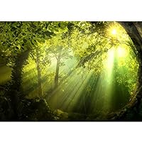 Runa Art Wallpaper 396 X 280 Cm Forest Sun Non-Woven - View #4