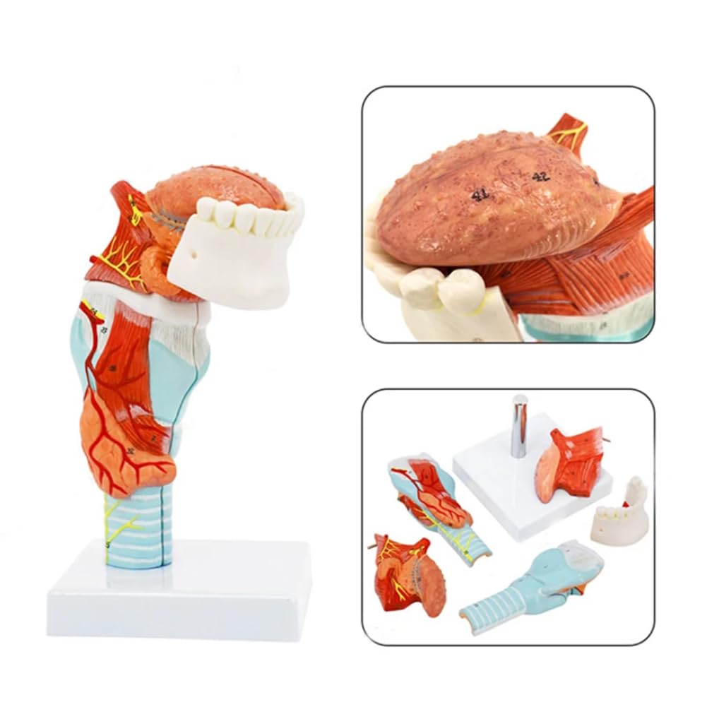 Model języka ludzkiego, anatomia modelu języka, medyczny model anatomii języka, narzędzie edukacyjne, pomoc w materiałach dydaktycznych