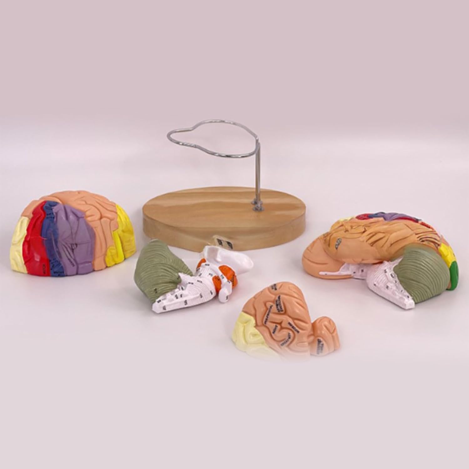 Model nauczania anatomii ludzkiego mózgu do badania chorób mózgu, model narządów do edukacji medycznej