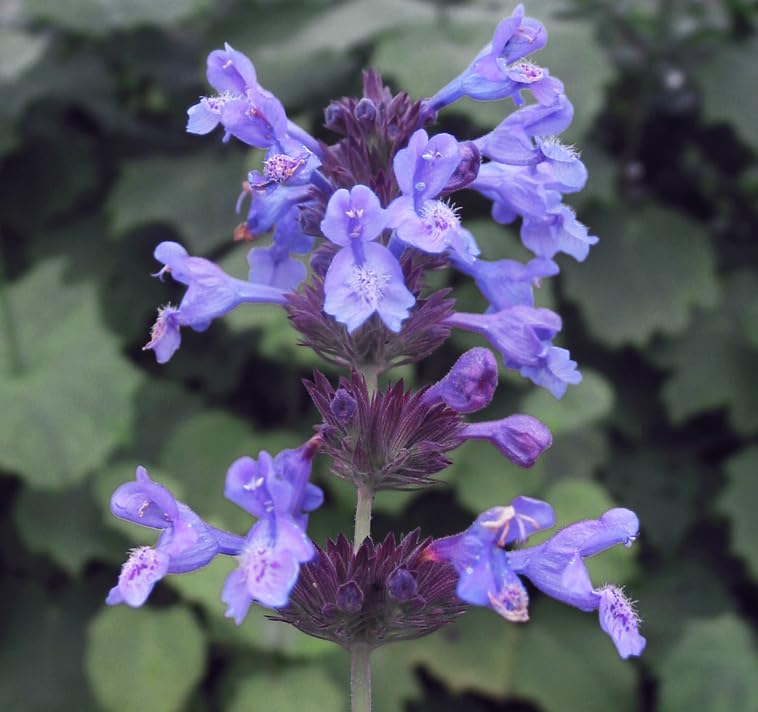 35+ Seeds- Catnip Flower Seeds - Natural Insect Repellent - Grow Year Round - All India (B0C8JYYMML) Amazon Price History, Amazon Price Tracker